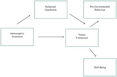 Embodied earth kinship: interoceptive awareness and relational attachment personal factors predict nature connectedness in a structural model of nature connection